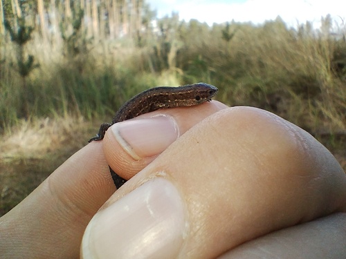 Viviparous Lizard