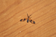 Dycladia vitrina