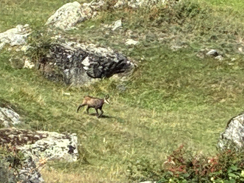 Northern Chamois