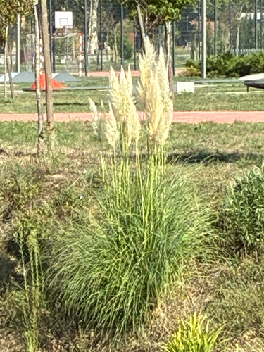 Pampas Grass