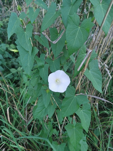 hedge bindweed