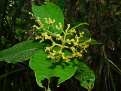 Palicourea solitudinum