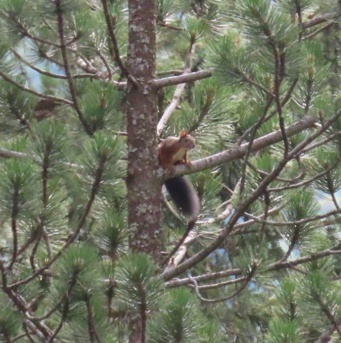 Eurasian Red Squirrel