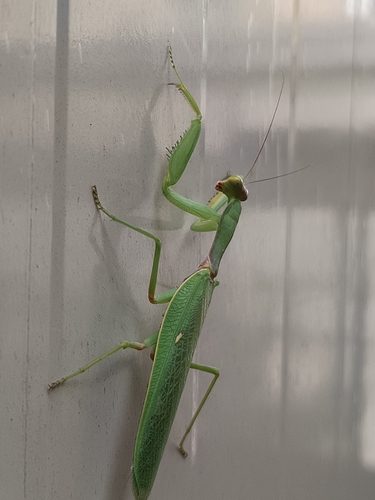 Transcaucasian Giant Mantis