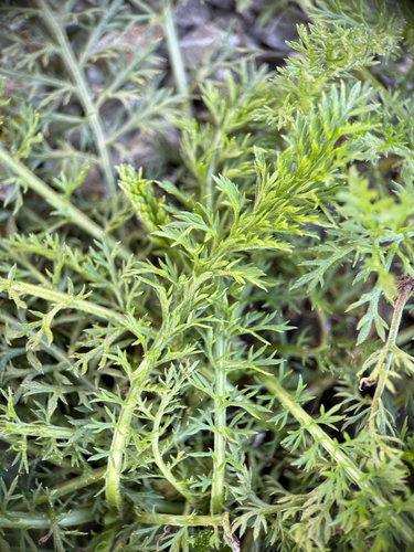 common yarrow