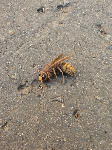 European Hornet