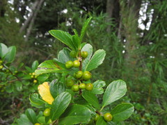 Azara alpina