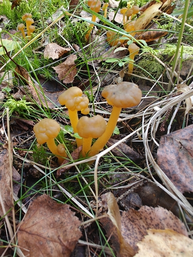 Ochre Jelly Club