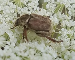 Hoplia dispar