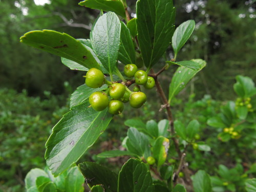 Azara alpina, photograph 1