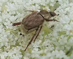 Hoplia dispar