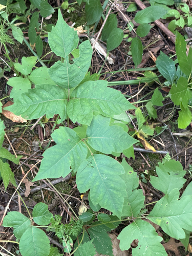 eastern poison ivy