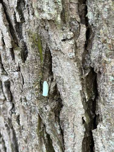 Northern Flatid Planthopper