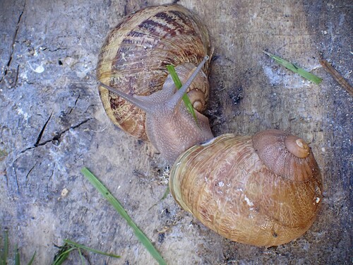 Garden Snail