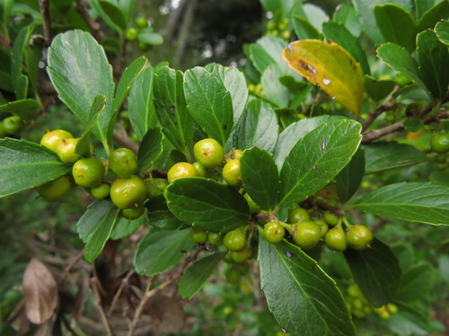Azara alpina, photograph 2