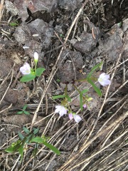 Claytonia lanceolata