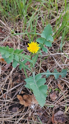 Common Sow-thistle