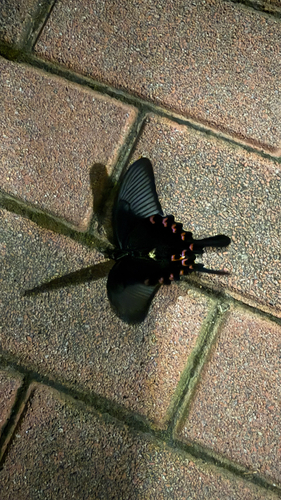 Chinese Peacock Swallowtail