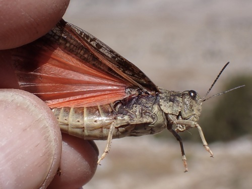 iNaturalist observation photo of Nevada Red-winged Grasshopper