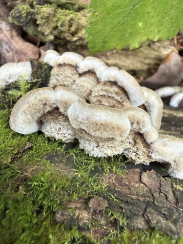 Tripe Fungus
