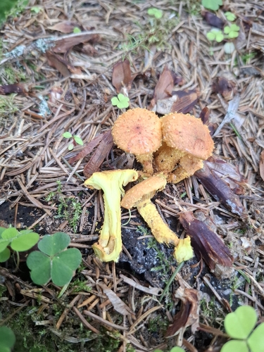 flaming scalycap