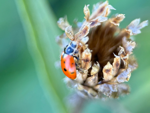 Variegated Lady Beetle