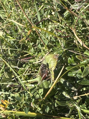 Purple Meadow Bush-cricket
