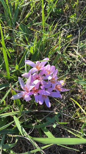 Autumn Crocus