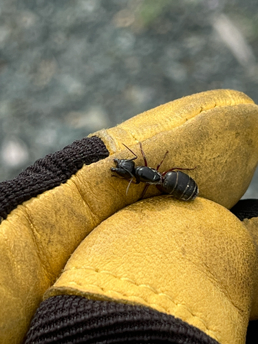 Hercules Carpenter Ant