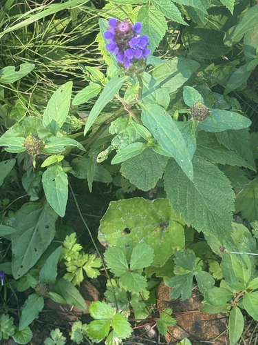 common selfheal