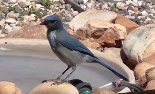 Woodhouse's Scrub-Jay