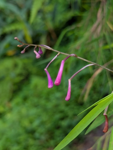 Anthogonium gracile