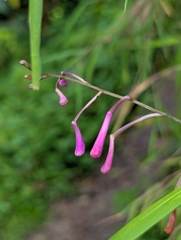 Anthogonium gracile, photograph (c) Sagnik Dutta Roy, some rights reserved (CC BY)