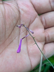 Anthogonium gracile, photograph (c) Sagnik Dutta Roy, some rights reserved (CC BY)