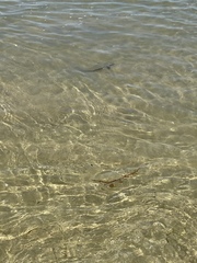 Menticirrhus undulatus