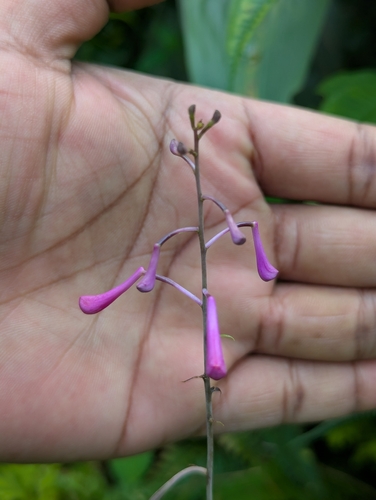 Anthogonium gracile, photograph 4