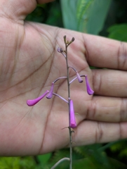 Anthogonium gracile, photograph (c) Sagnik Dutta Roy, some rights reserved (CC BY)