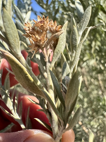 arrowweed