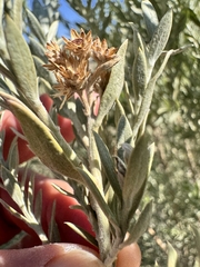 Pluchea sericea