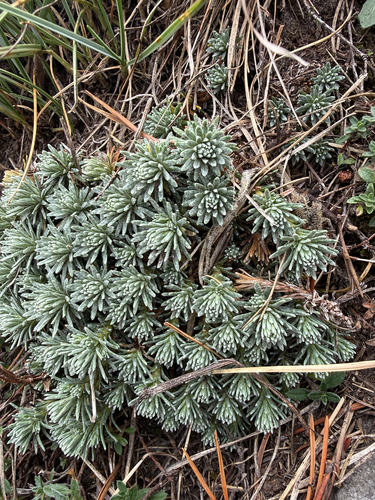 Saxifraga ferdinandi-coburgi