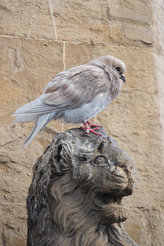Feral Pigeon
