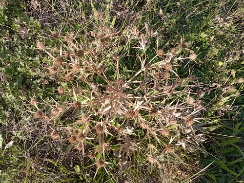 Field Eryngo