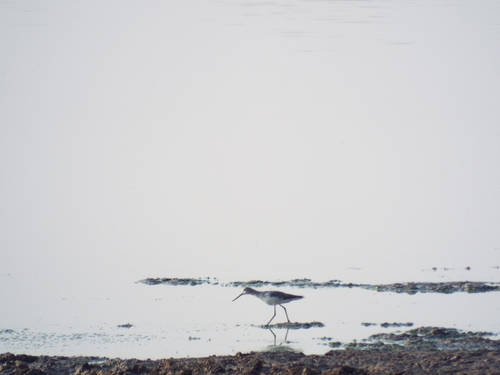 Marsh Sandpiper