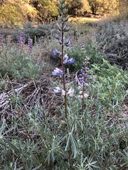 Lupinus excubitus austromontanus
