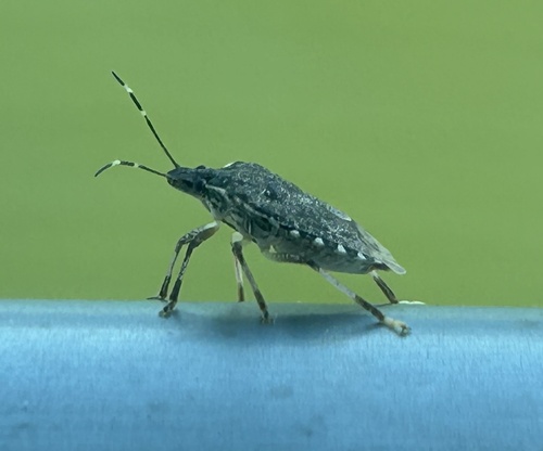 Brown Marmorated Stink Bug