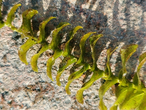 Perfoliate Pondweed
