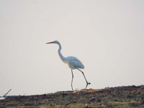 Great Egret