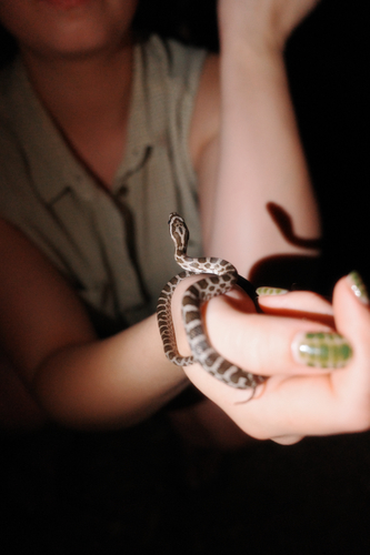 Great Plains Ratsnake