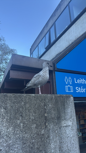 European Herring Gull