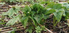Trillium camschatcense